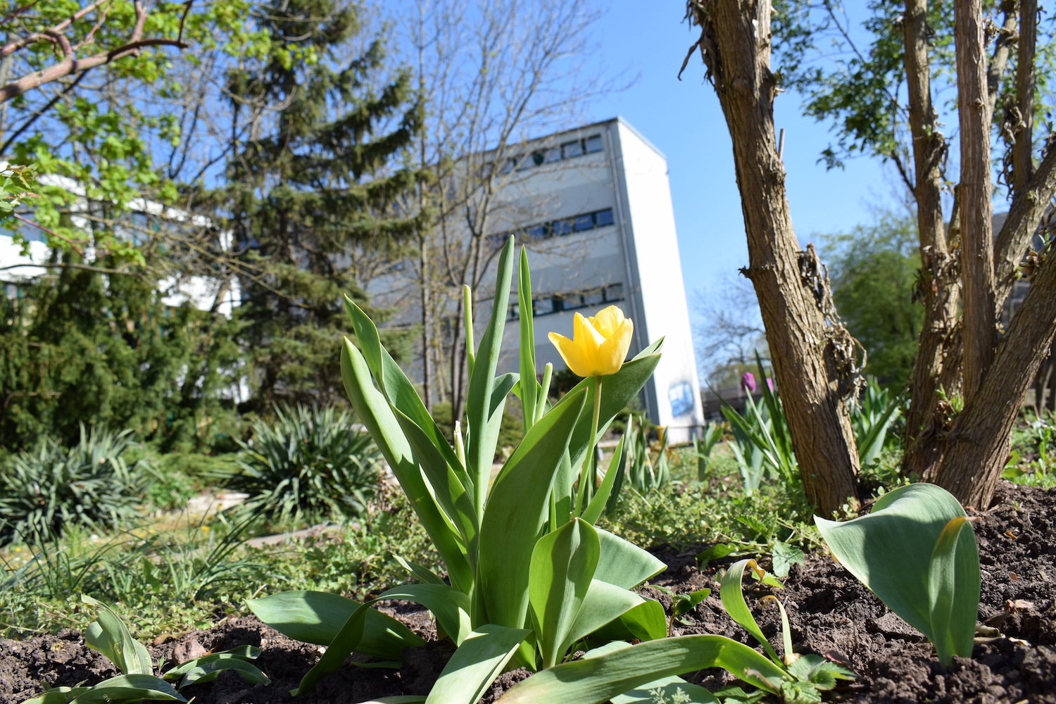 Garten-AG